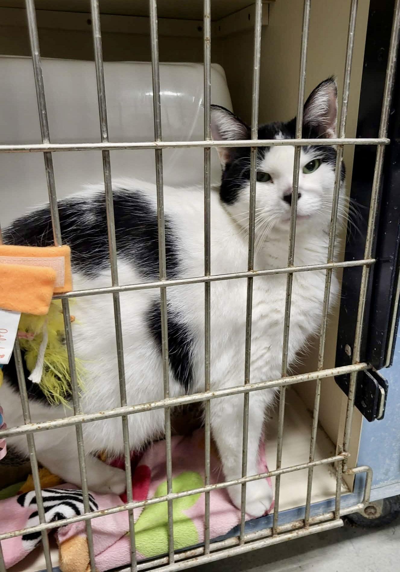 Celly, Adoptable, Young Female Domestic Short Hair.