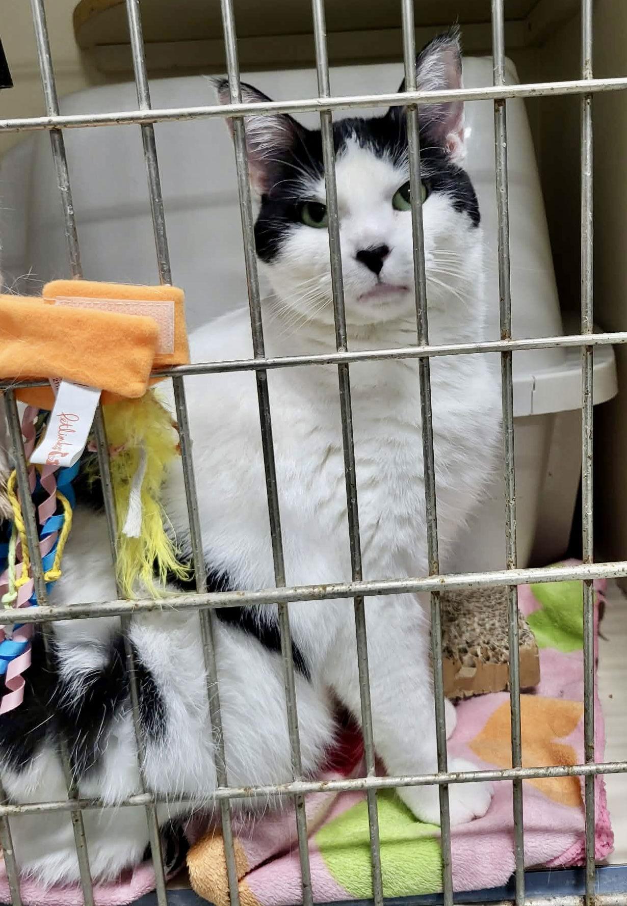 Enlarge Celly, a Adoptable Domestic Short Hair in Detroit Lakes, MN image 2/4