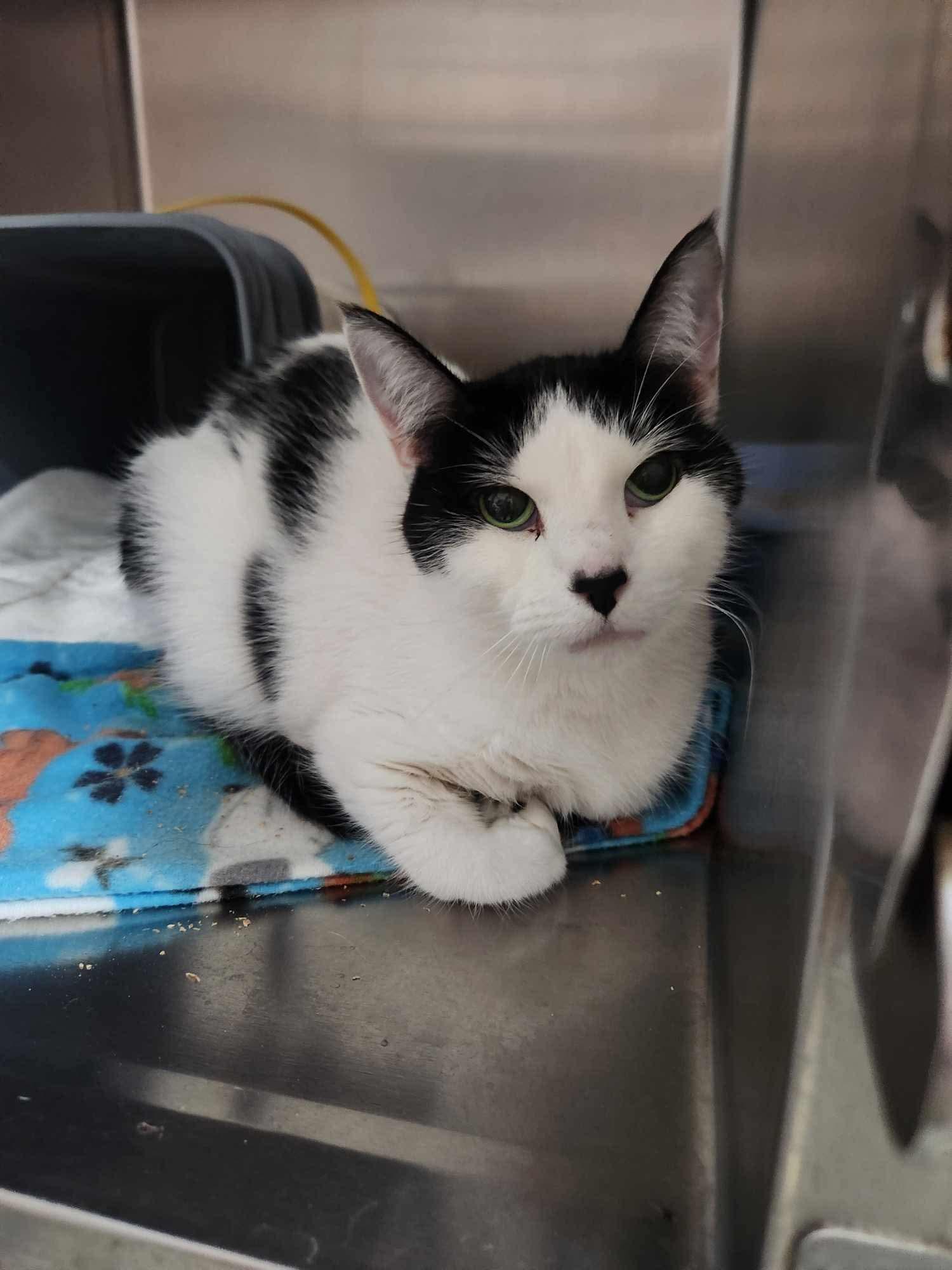 Celly, a Adoptable Domestic Short Hair in Detroit Lakes, MN image 2/3