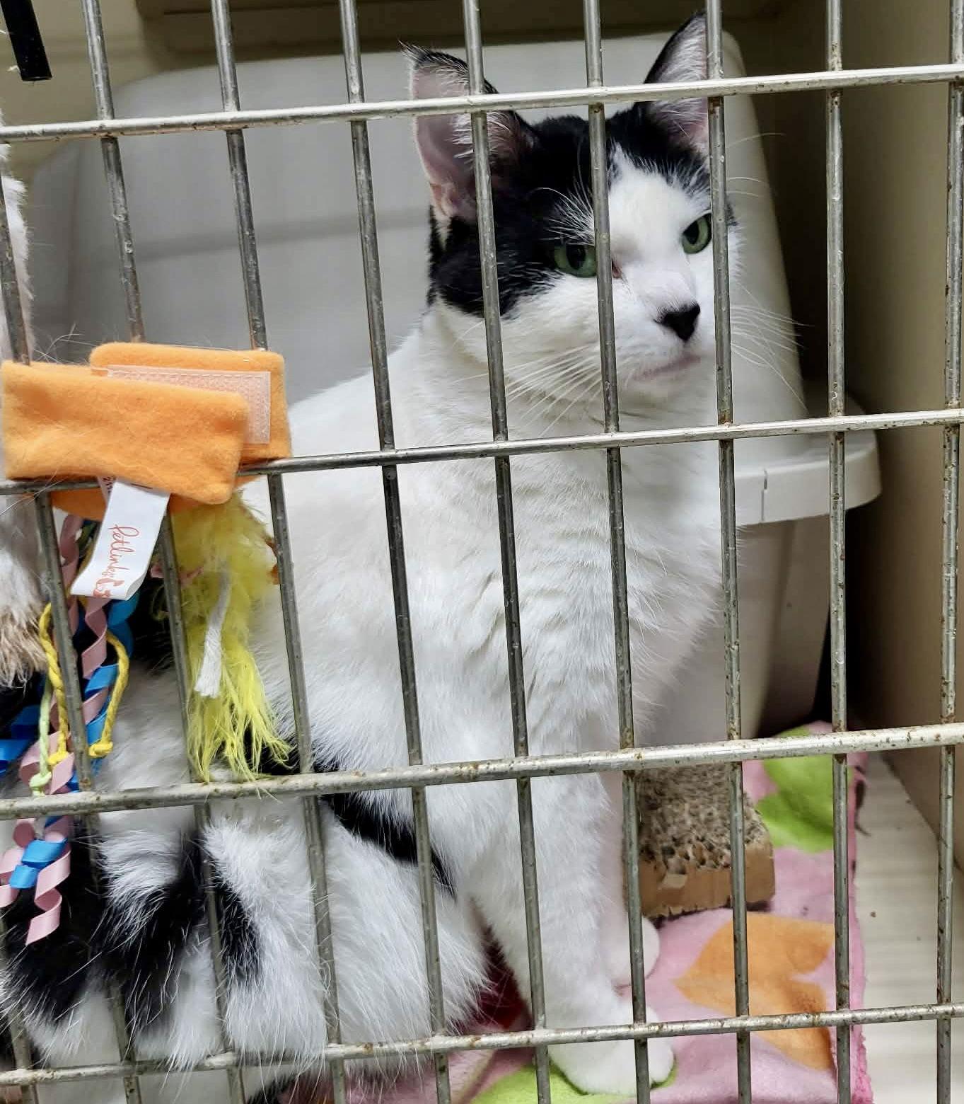 Enlarge Celly, a Adoptable Domestic Short Hair in Detroit Lakes, MN image 3/4