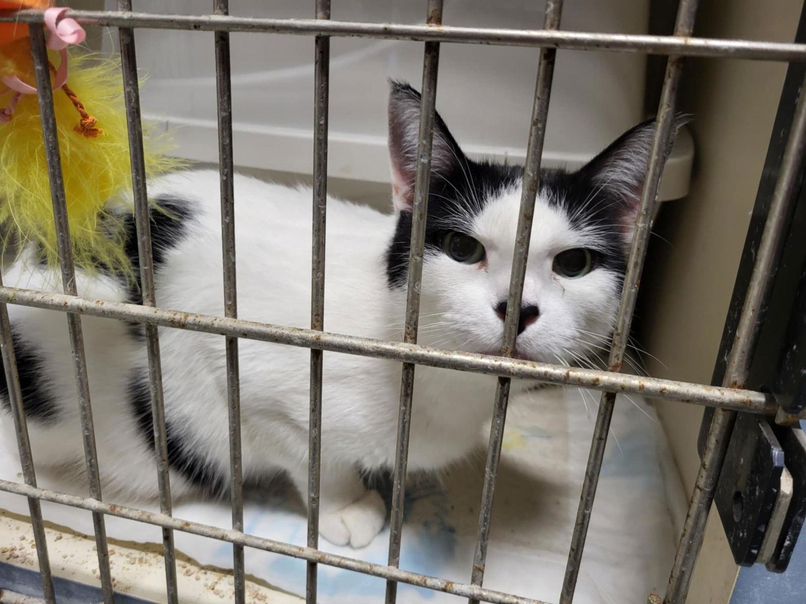 Celly, a Adoptable Domestic Short Hair in Detroit Lakes, MN image 3/3