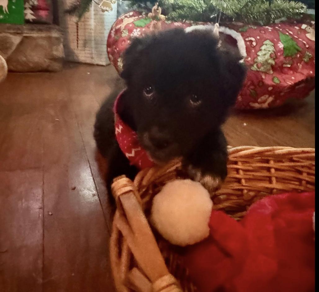 Teddy Bear, an adopted mixed breed in Concord, NC image 3/6