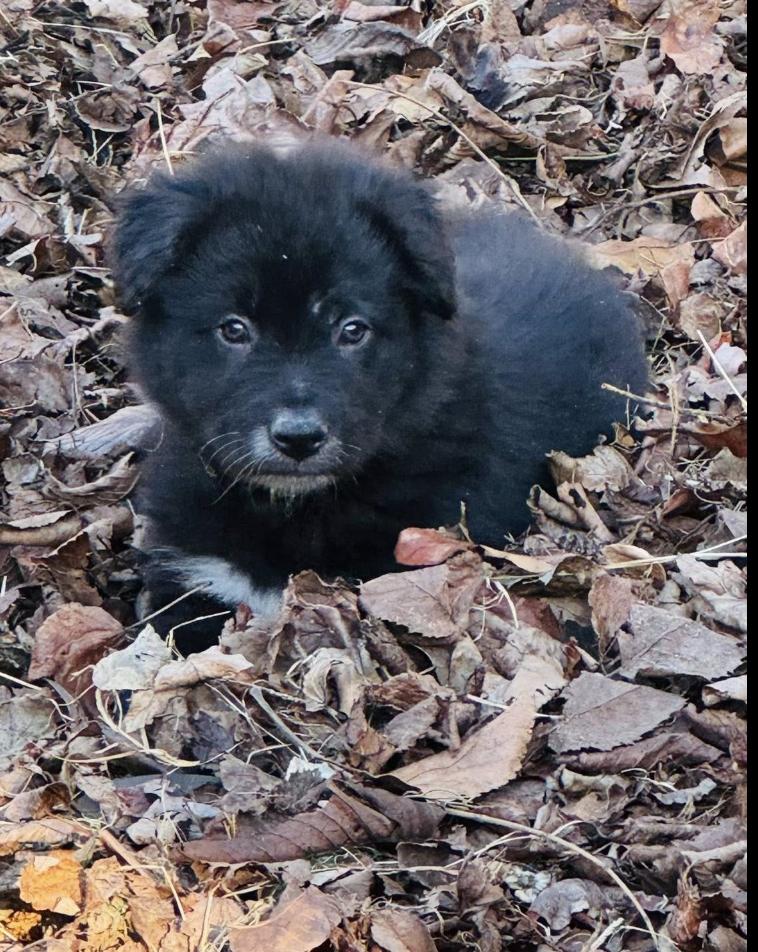 Teddy Bear, an adopted mixed breed in Concord, NC image 1/6
