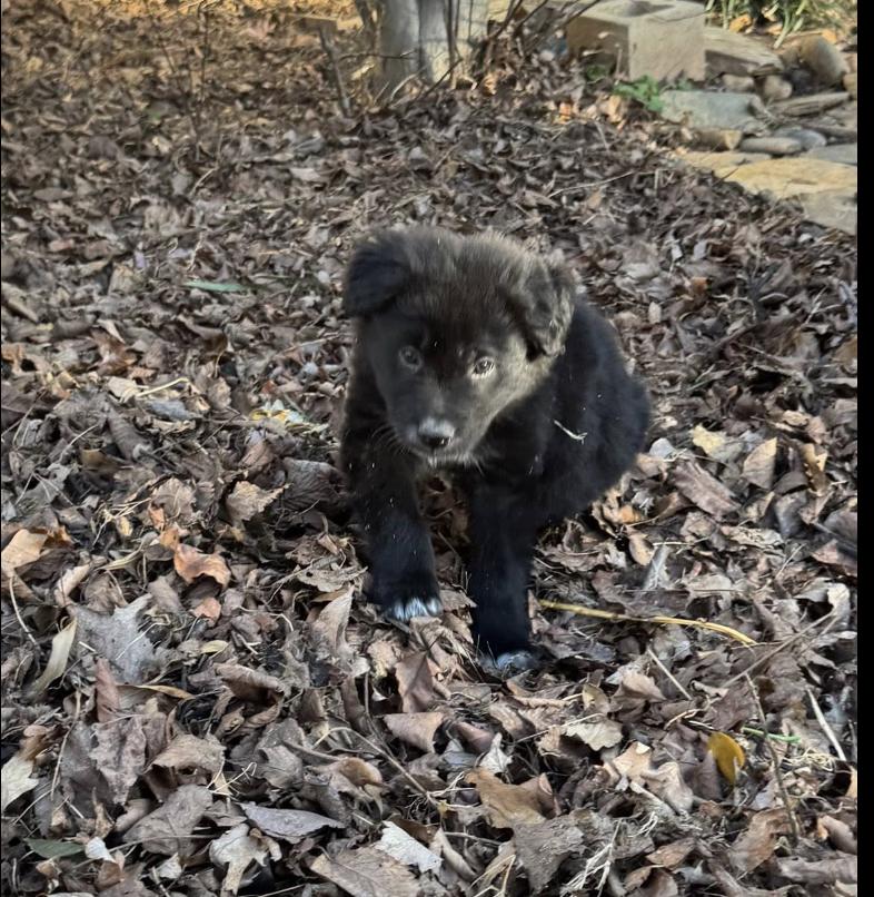 Teddy Bear, an adopted mixed breed in Concord, NC image 5/6