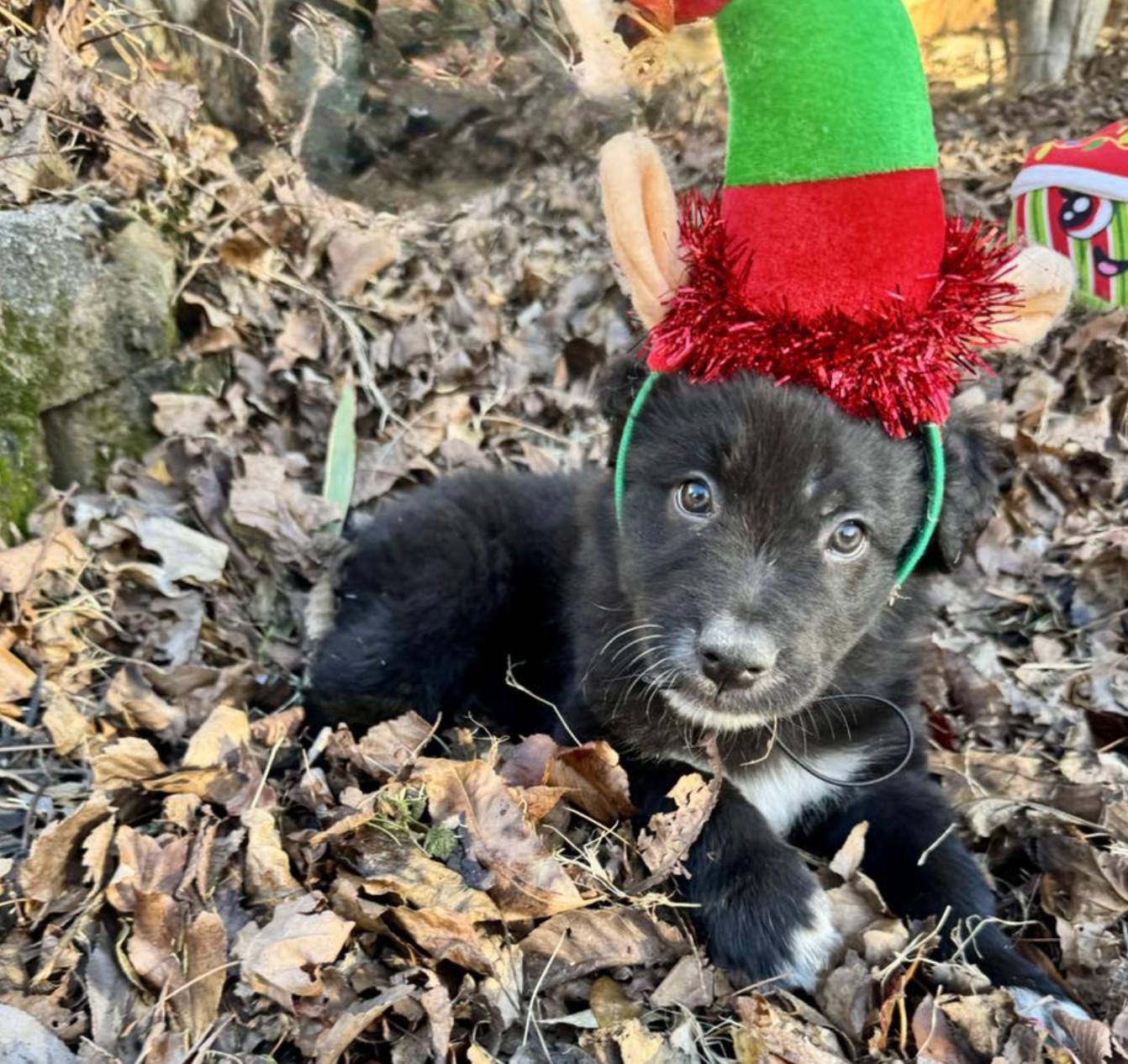 Teddy Bear, an adopted mixed breed in Concord, NC image 2/6