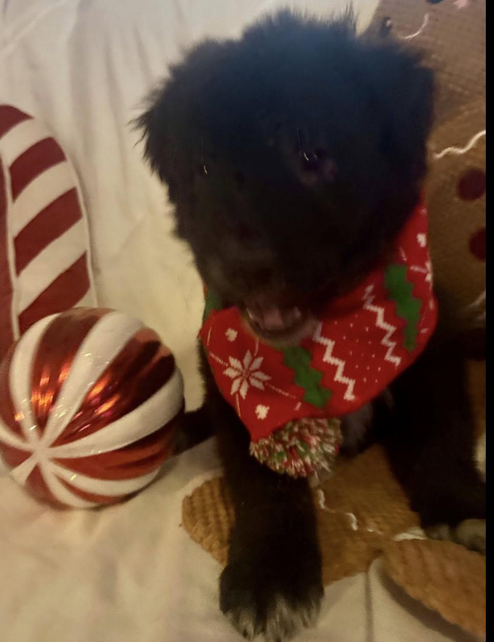 Teddy Bear, an adopted mixed breed in Concord, NC image 6/6