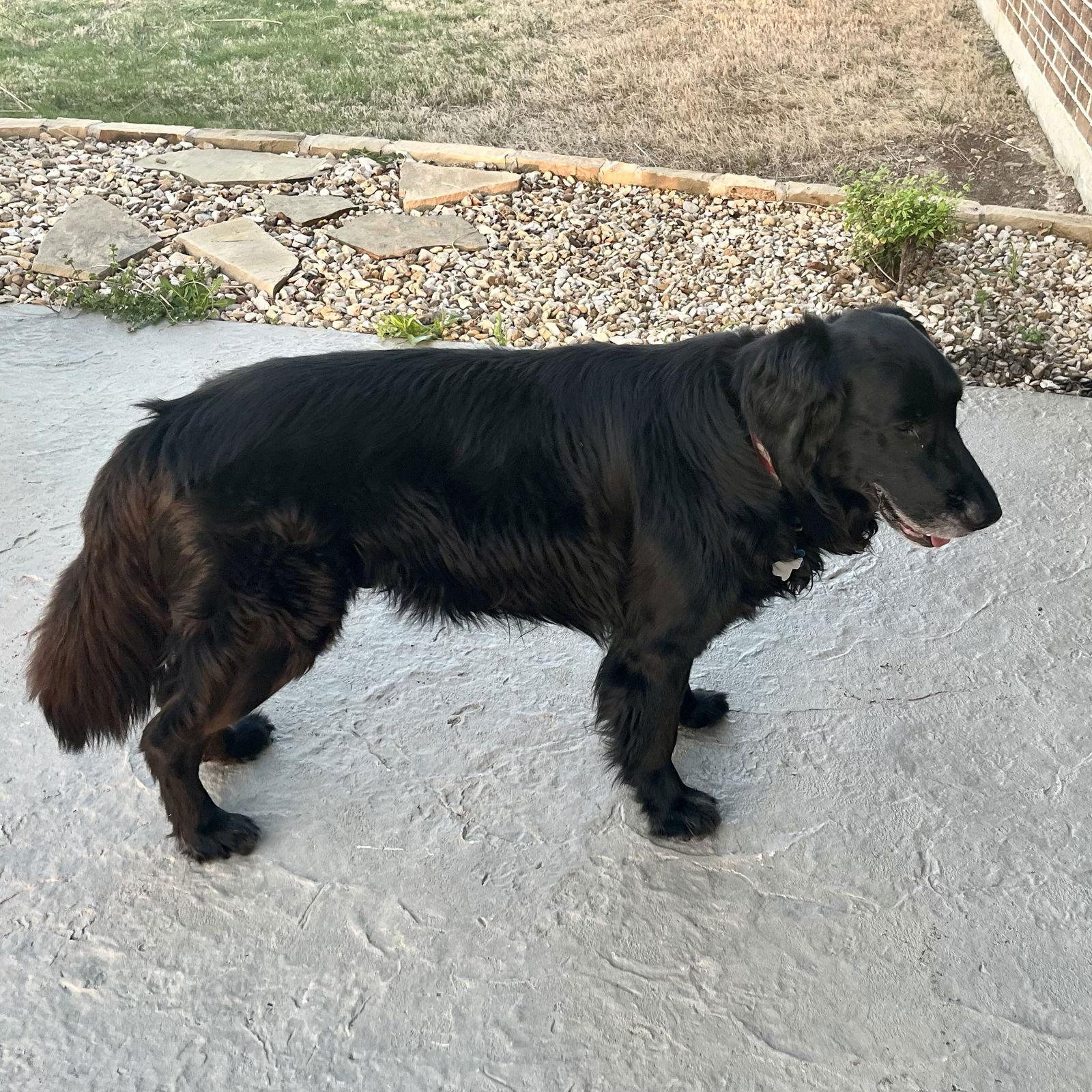 River the “Flattie”, a Adoptable Flat-Coated Retriever in Denton, TX image 1/3