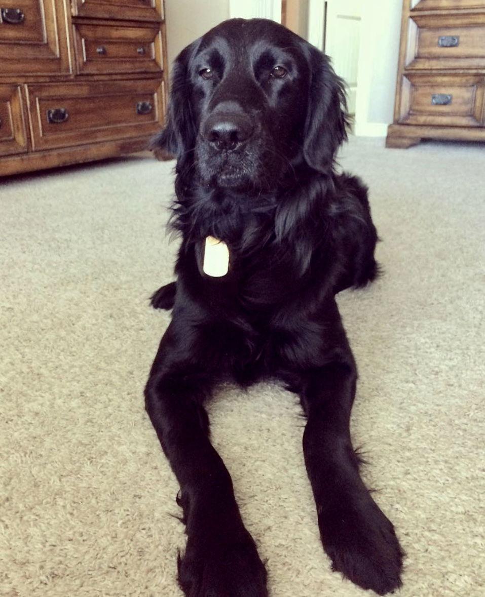 River the “Flattie”, Adoptable, Adult Male Flat-Coated Retriever.