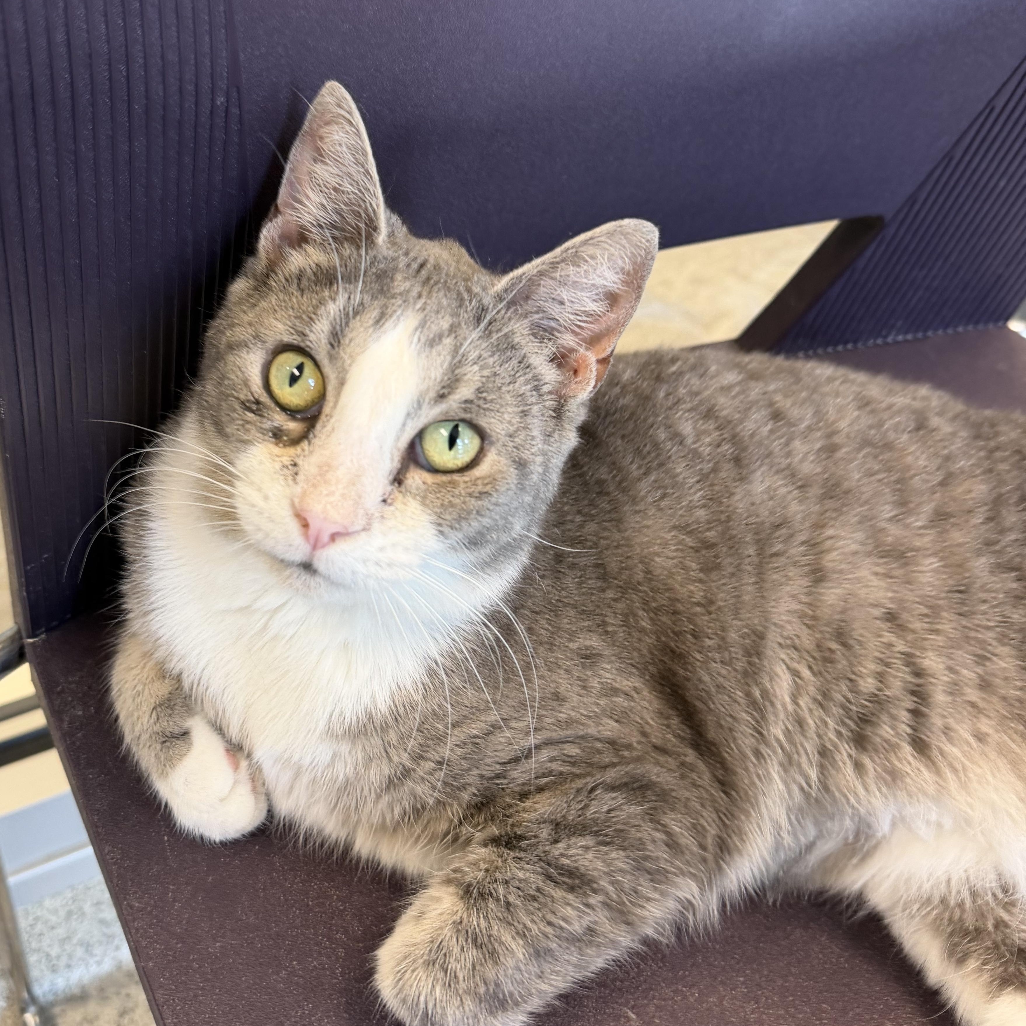 Hustle, an adopted Domestic Short Hair in Cooperstown, NY image 1/4
