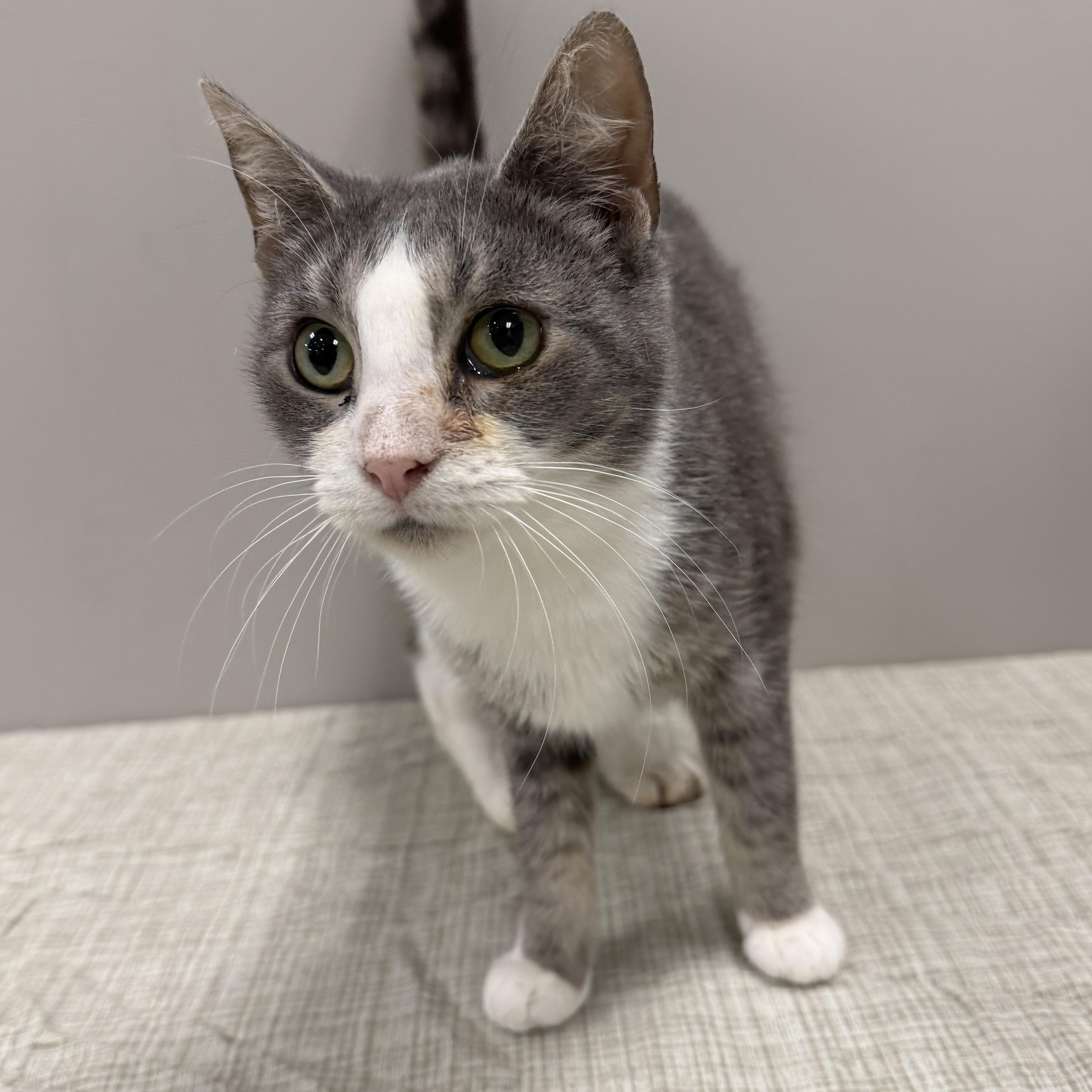 Enlarge Hustle, a ADOPTABLE Domestic Short Hair in Cooperstown, NY image 3/3