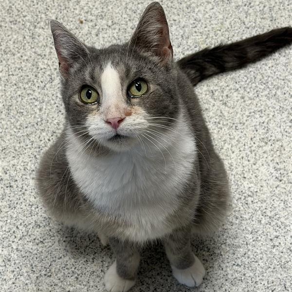 Enlarge Hustle, a ADOPTABLE Domestic Short Hair in Cooperstown, NY image 1/3