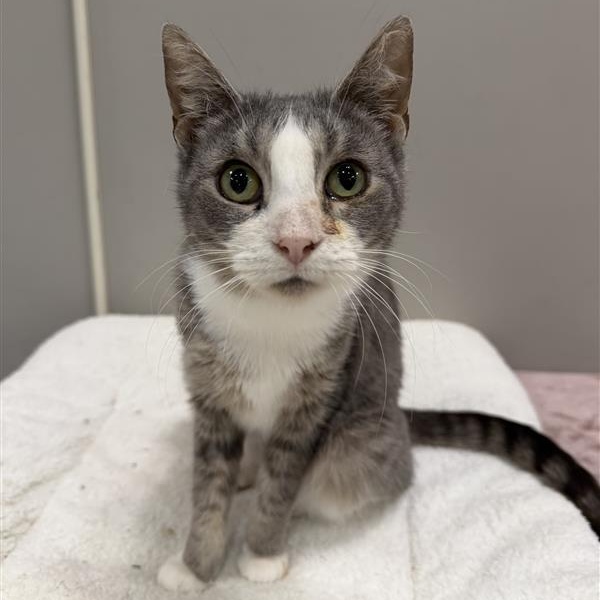 Enlarge Hustle, a ADOPTABLE Domestic Short Hair in Cooperstown, NY image 2/3