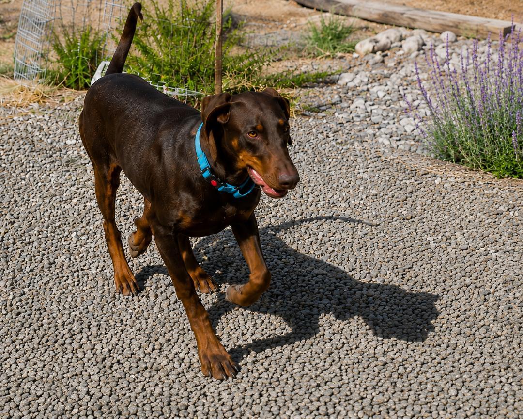 Enlarge Sundance, an adopted Doberman Pinscher in Albuquerque, NM image 4/5