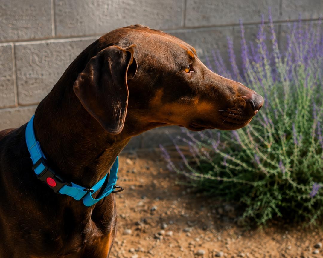 Enlarge Sundance, an adopted Doberman Pinscher in Albuquerque, NM image 5/5