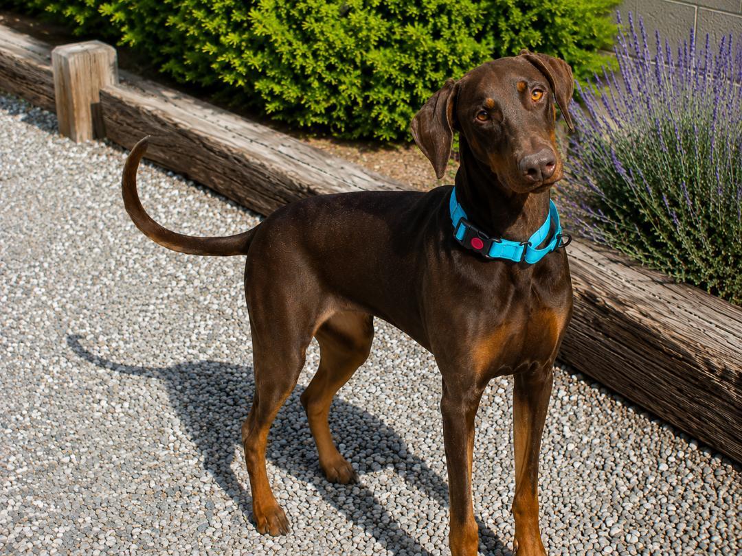 Enlarge Sundance, an adopted Doberman Pinscher in Albuquerque, NM image 1/5