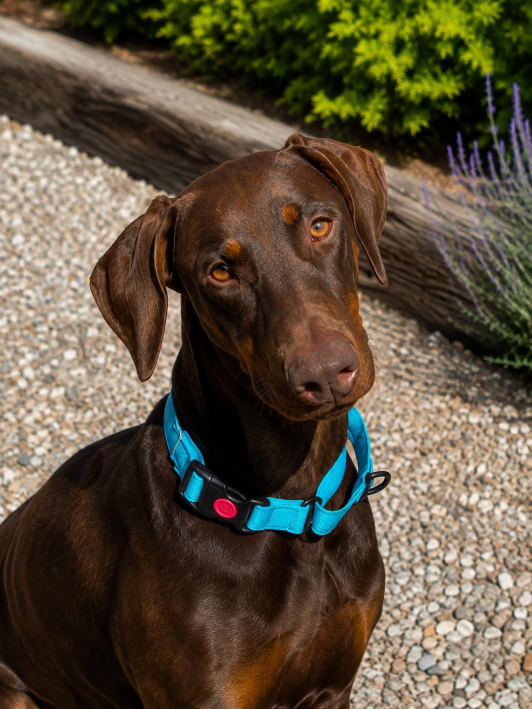 Enlarge Sundance, an adopted Doberman Pinscher in Albuquerque, NM image 3/5