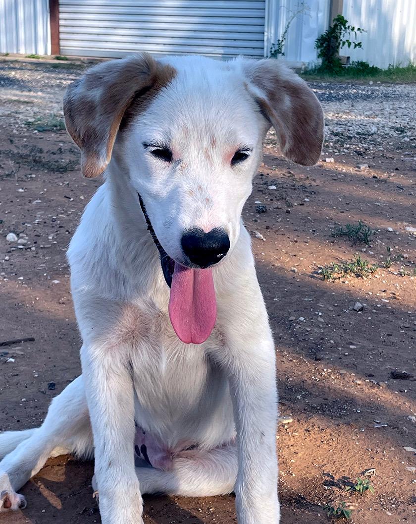 Oden, an adoptable Labrador Retriever, Great Pyrenees in Brunswick, ME, 04011 | Photo Image 1