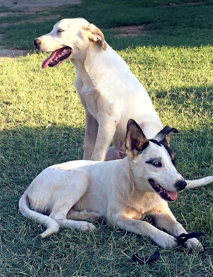 Oden, an adoptable Labrador Retriever, Great Pyrenees in Brunswick, ME, 04011 | Photo Image 6
