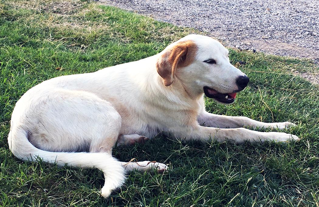 Oden, an adoptable Labrador Retriever, Great Pyrenees in Brunswick, ME, 04011 | Photo Image 5