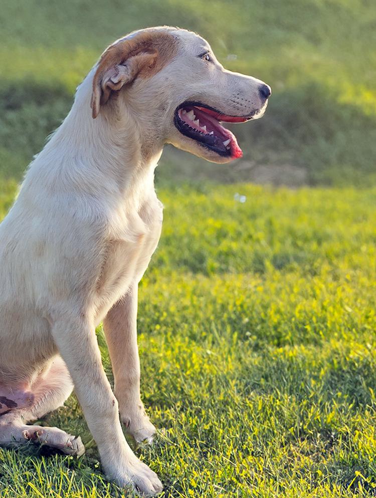Oden, an adoptable Labrador Retriever, Great Pyrenees in Brunswick, ME, 04011 | Photo Image 2