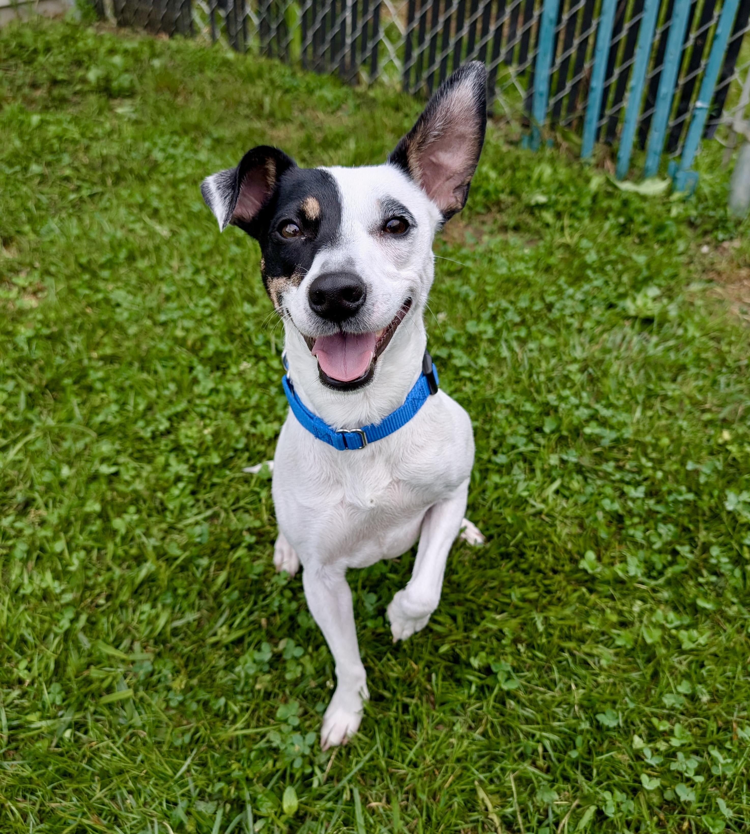 Pocahontas, Adult Female Terrier