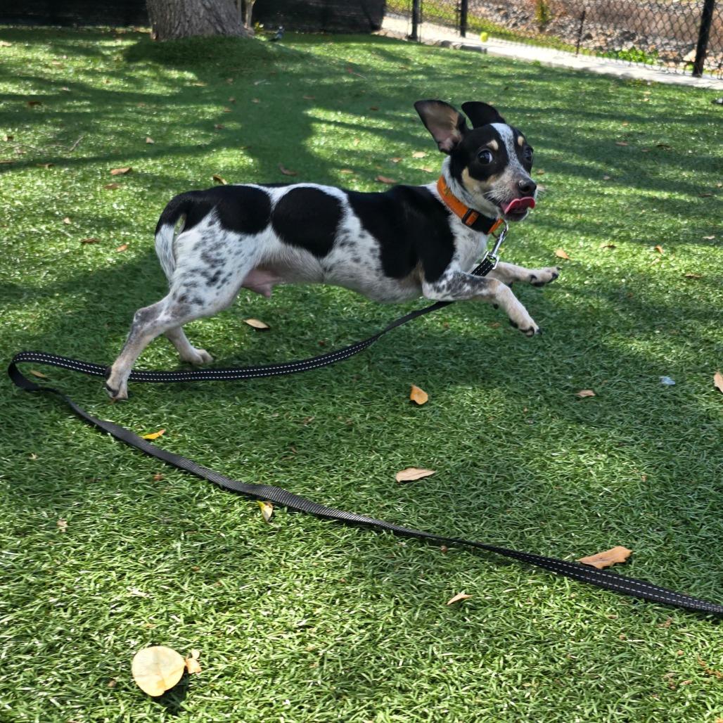 Skipper — thumbnail 2