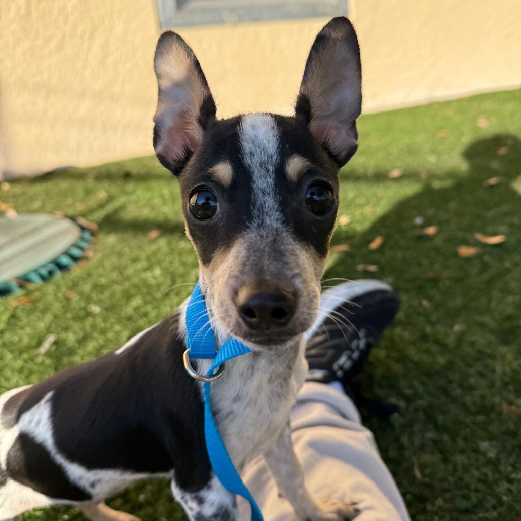 Skipper — thumbnail 3