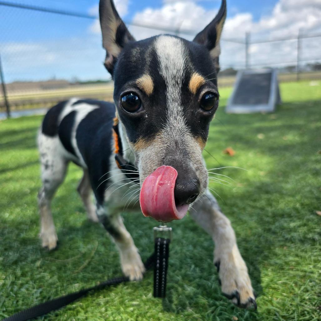 Skipper — thumbnail 4