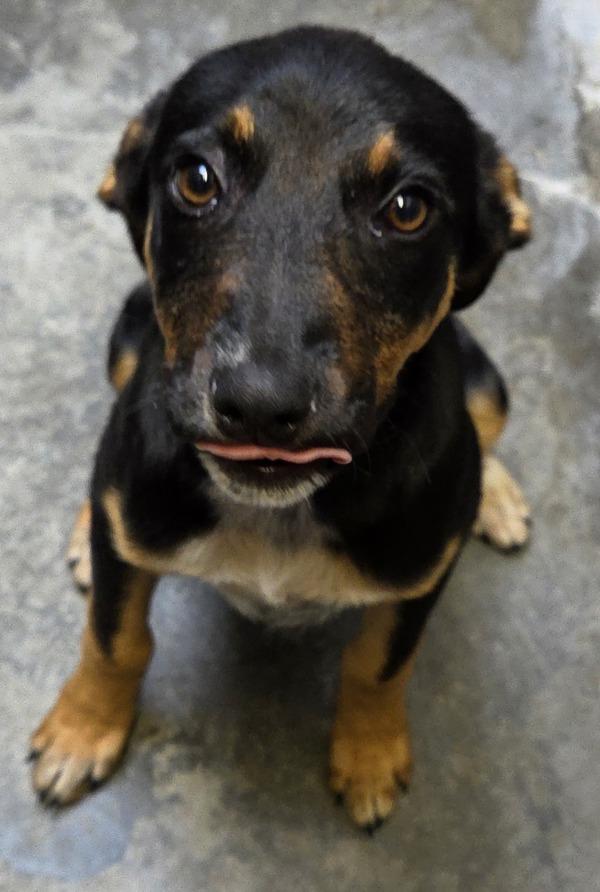 Enlarge Princess, a Adoptable mixed breed in Williams Lake, BC image 1/1