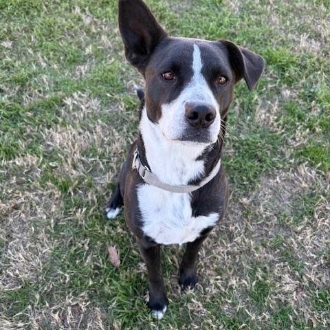 LANEY, adoptable, Adult Female Labrador Retriever.