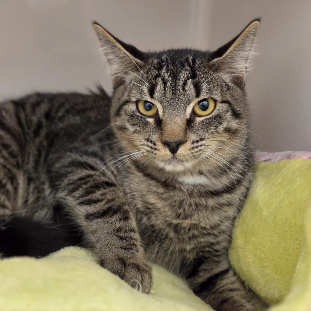 Enlarge Croque-monsieur, a Adoptable Domestic Short Hair in Sarasota, FL image 1/1