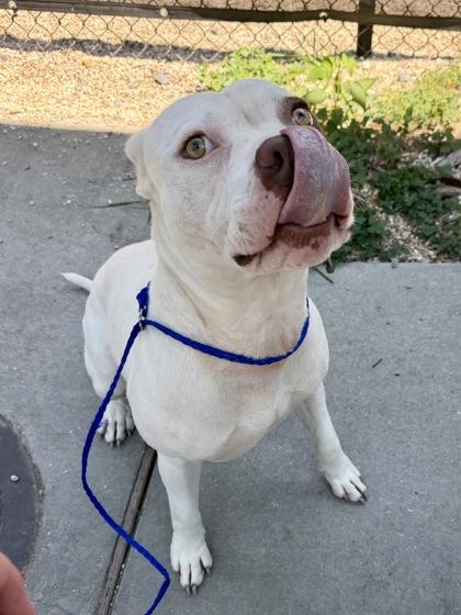 Tornado, Adoptable, Adult Male Pit Bull Terrier & Mixed Breed.
