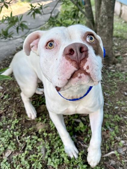 Tornado, a Adoptable mixed breed in New Orleans, LA image 2/2