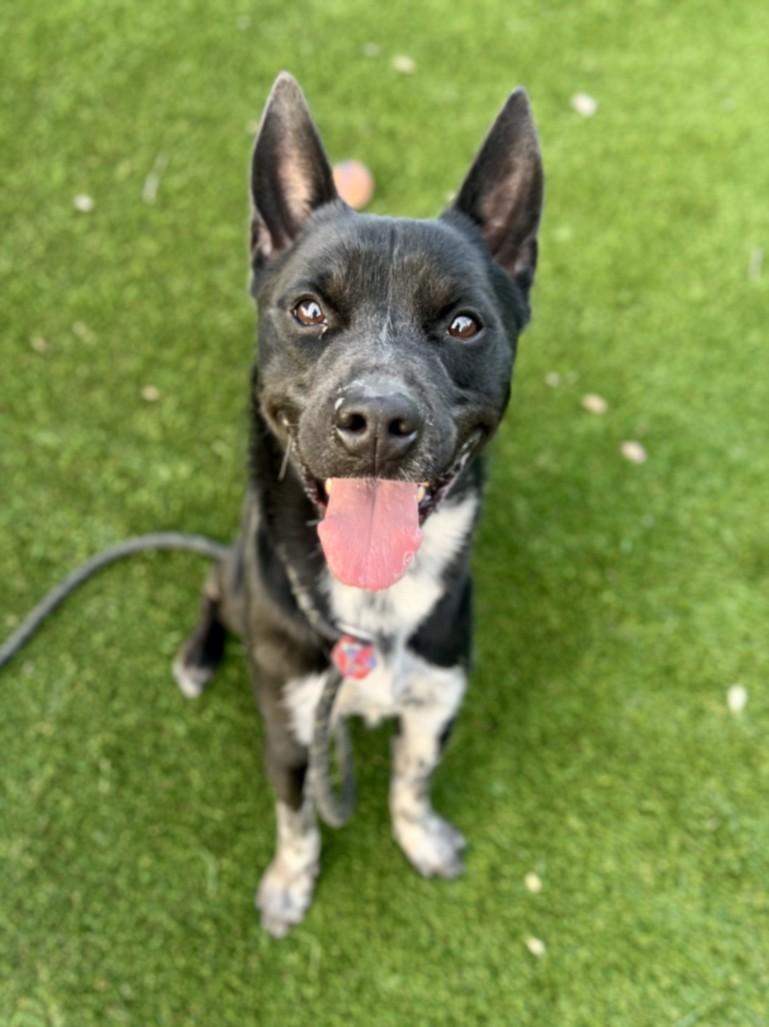 GRUBER, Adoptable, Adult Male Mixed Breed.