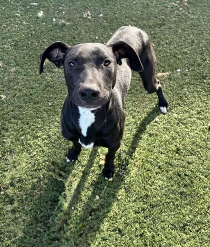 Enlarge Mike, a ADOPTABLE mixed breed in Red Bluff, CA image 2/5