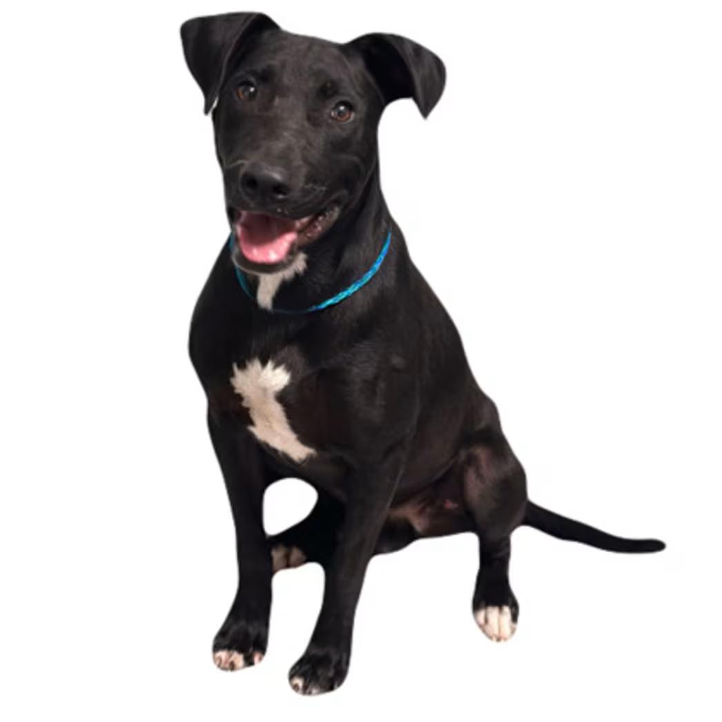Enlarge Mike, a ADOPTABLE mixed breed in Red Bluff, CA image 5/5