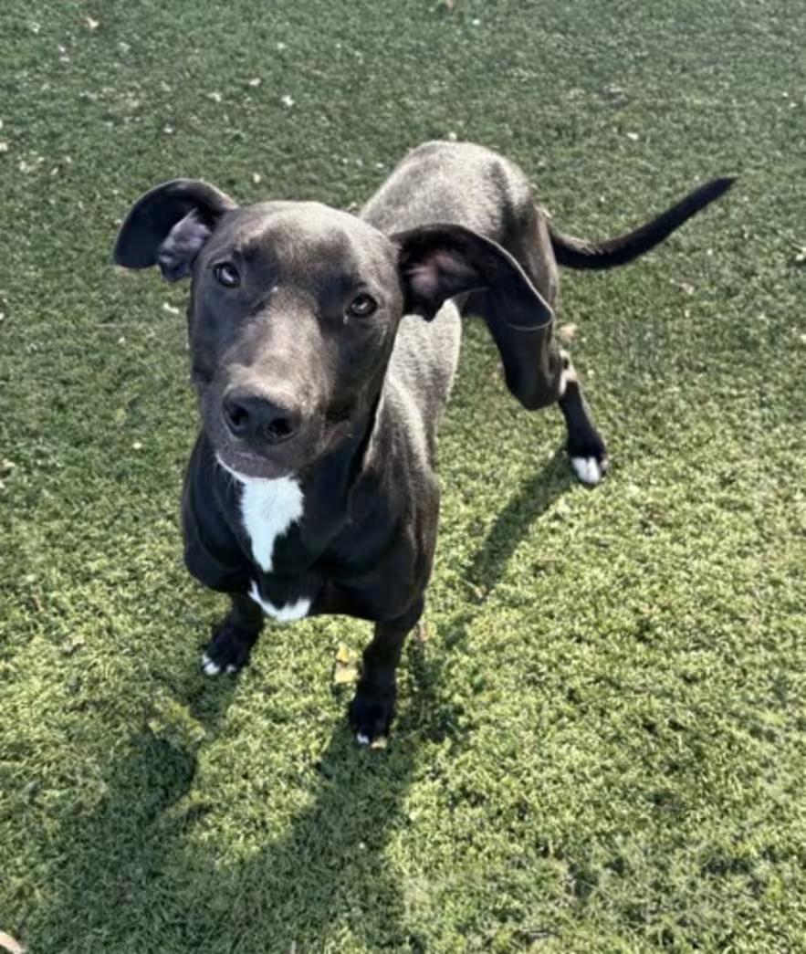 Enlarge Mike, a ADOPTABLE mixed breed in Red Bluff, CA image 4/5