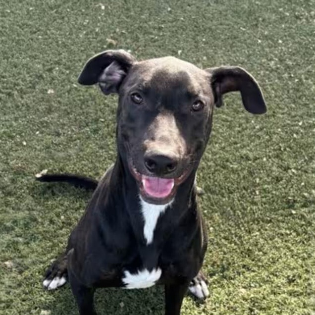Enlarge Mike, a ADOPTABLE mixed breed in Red Bluff, CA image 1/5