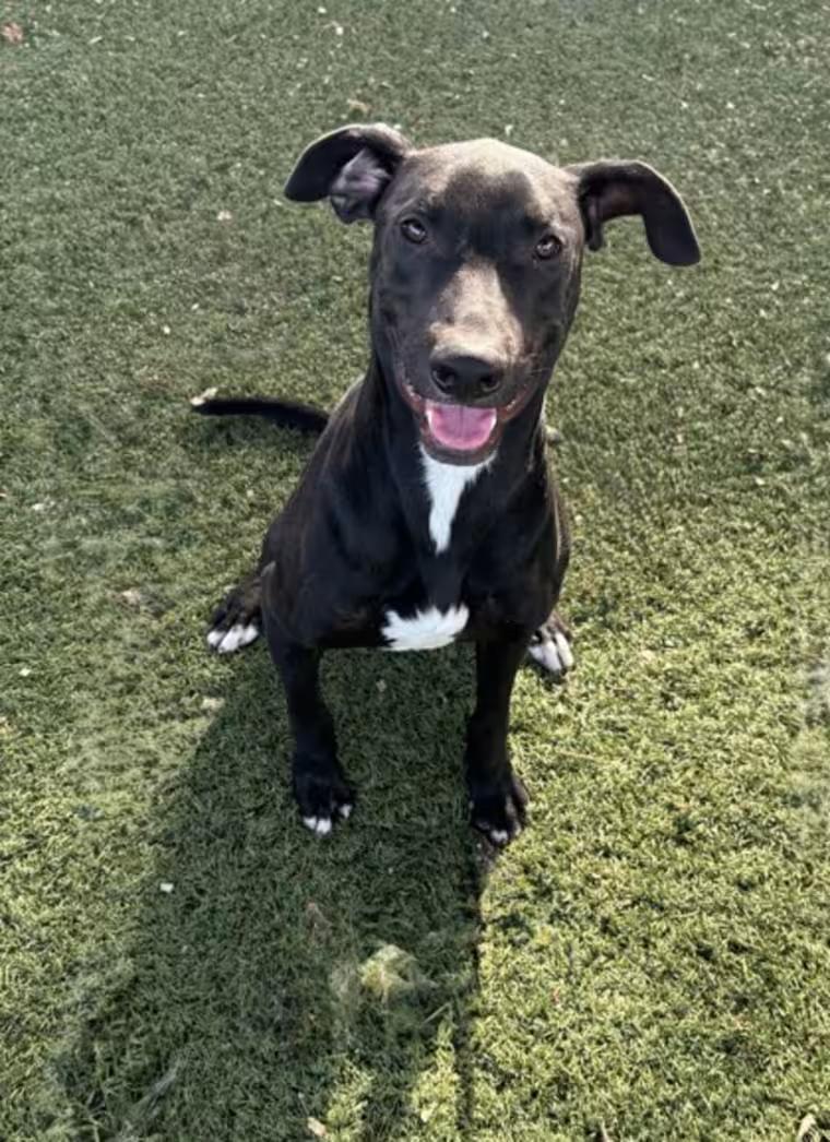 Enlarge Mike, a ADOPTABLE mixed breed in Red Bluff, CA image 3/5