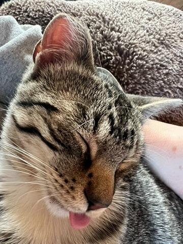 Peter, Adoptable, Young Male Domestic Short Hair.