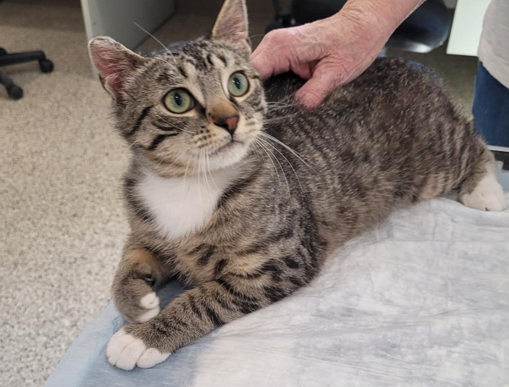Peter, Adoptable, Young Male Domestic Short Hair.