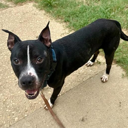 Weasel, Adoptable, Young Male Mixed Breed.