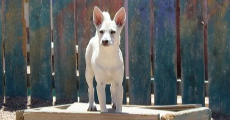 Maple, a Adoptable mixed breed in Aurora, CO image 1/6