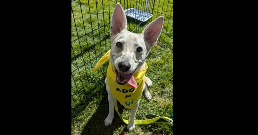 Maple, a Adoptable mixed breed in Aurora, CO image 2/6