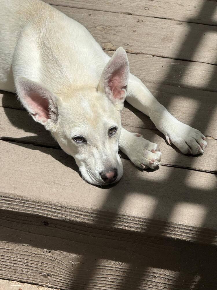 Maple, a Adoptable mixed breed in Aurora, CO image 3/6