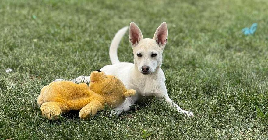 Maple, a Adoptable mixed breed in Aurora, CO image 4/6