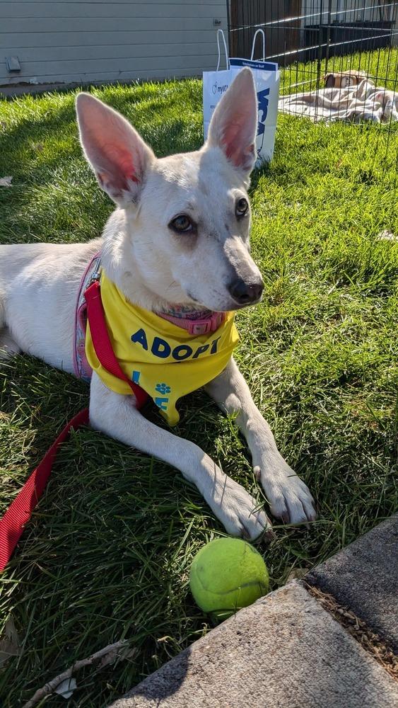 Maple, a Adoptable mixed breed in Aurora, CO image 5/6