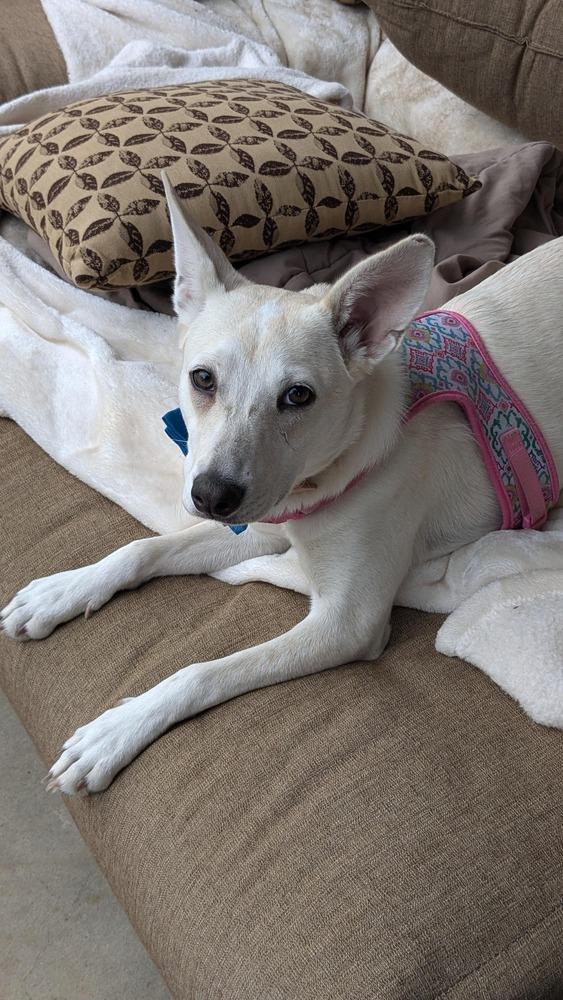 Maple, a Adoptable mixed breed in Aurora, CO image 6/6