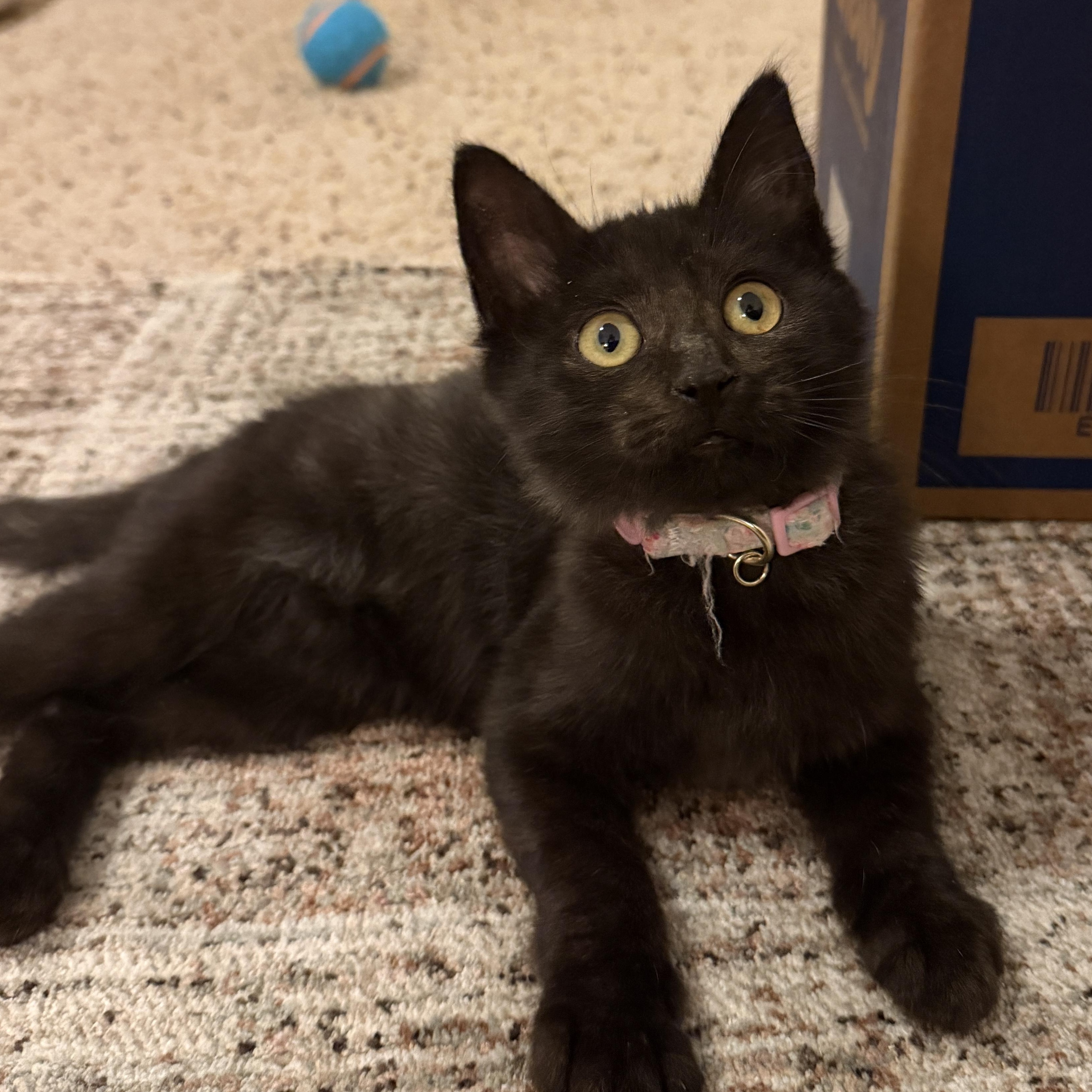 Enlarge Mitzy, an adopted Domestic Medium Hair in Chandler, AZ image 2/3