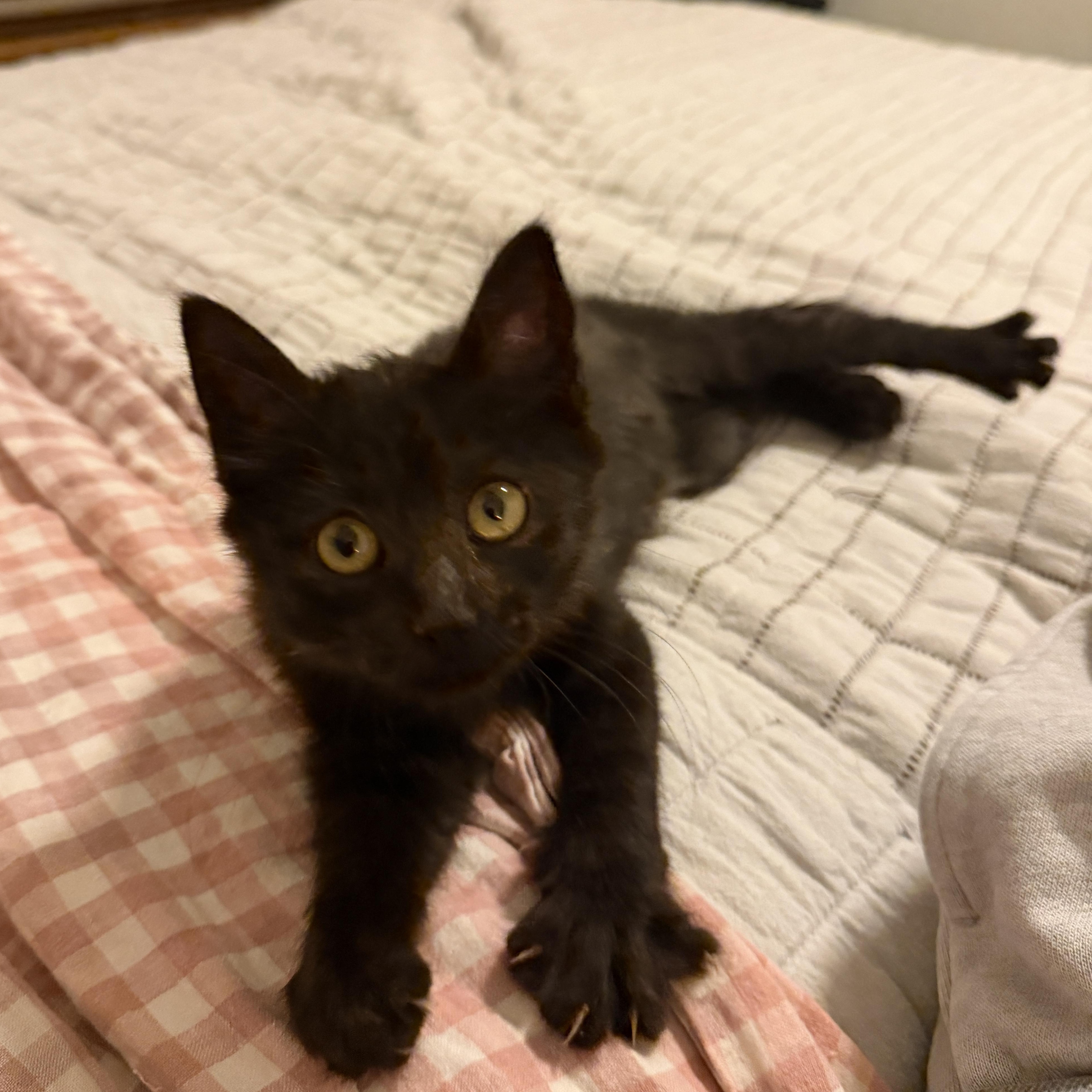 Enlarge Mitzy, an adopted Domestic Medium Hair in Chandler, AZ image 3/3